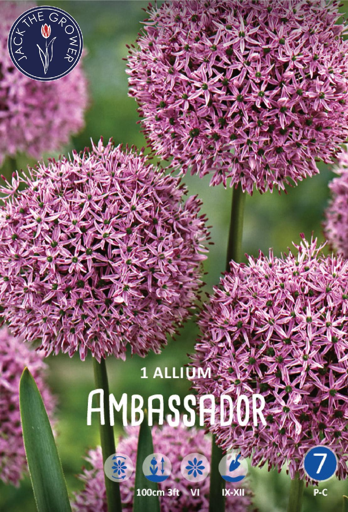 Allium 'ambassador', Tightly Packed Purple Florets - View 8 from www redcrocus com