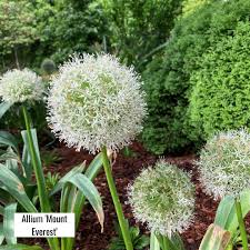 Mount Everest' Ornamental Onion