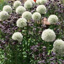 Mount Everest' Ornamental Onion