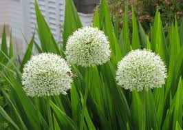 Mount Everest' Ornamental Onion