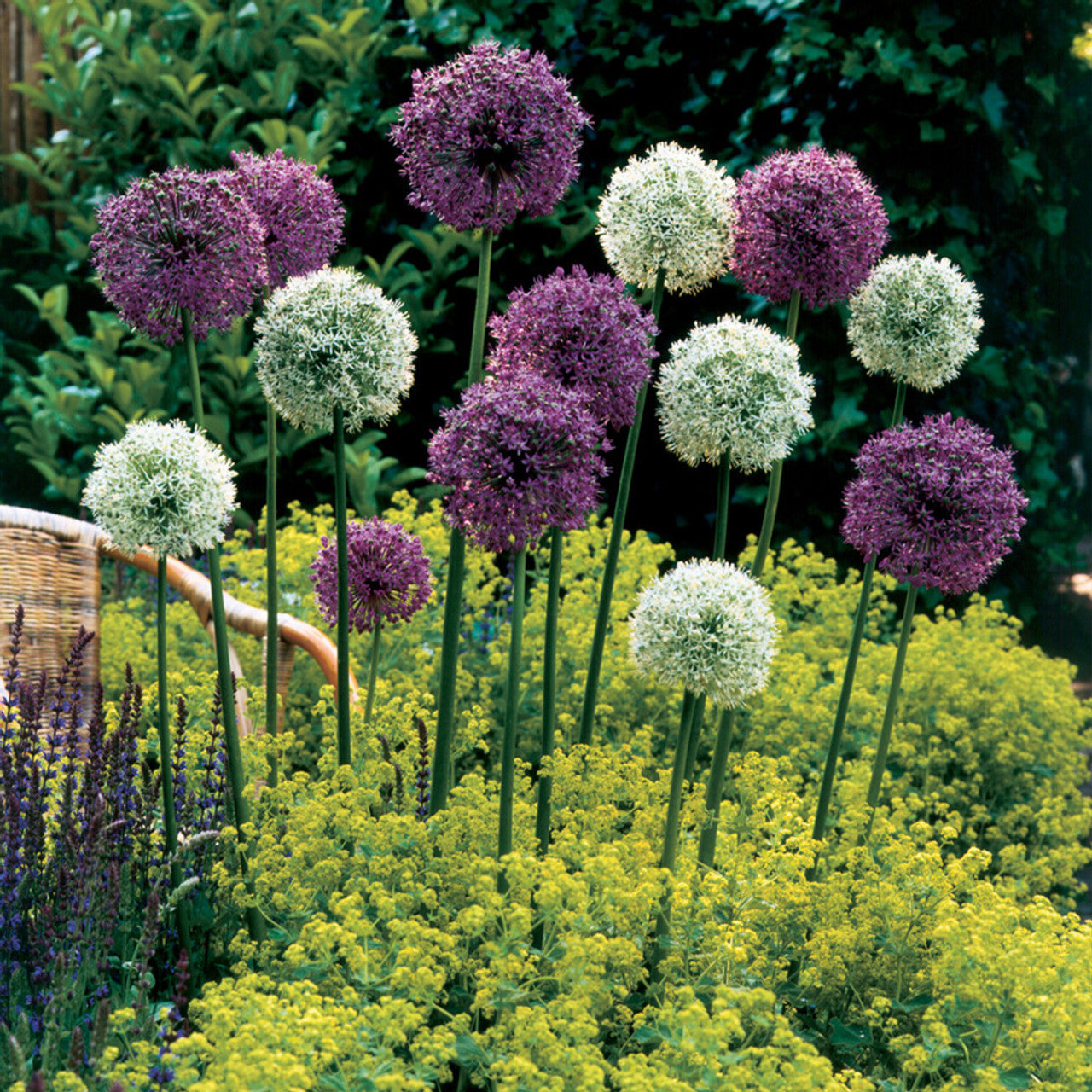 Mount Everest' Ornamental Onion