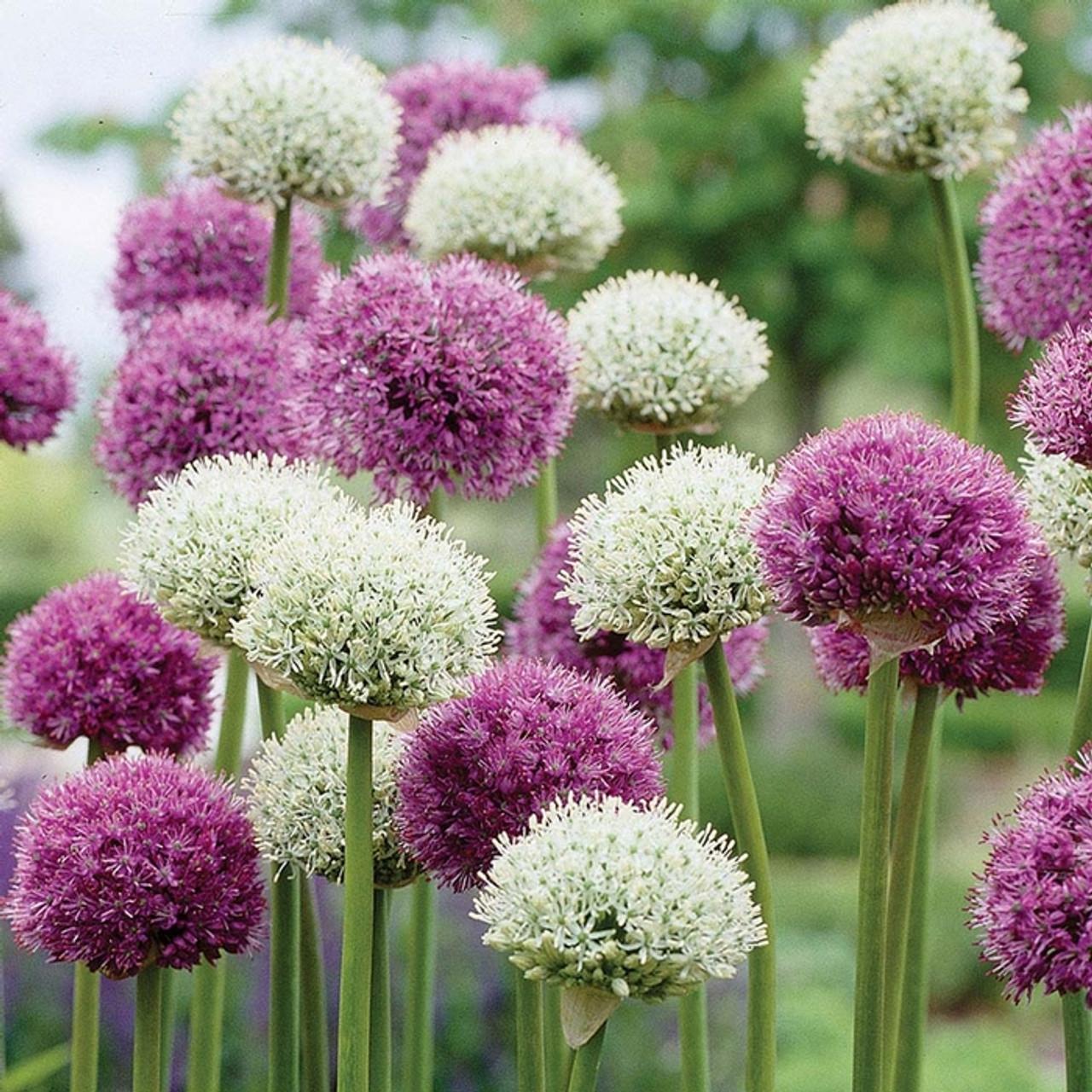 Allium 'mount Everest', White - View 10 from www redcrocus com