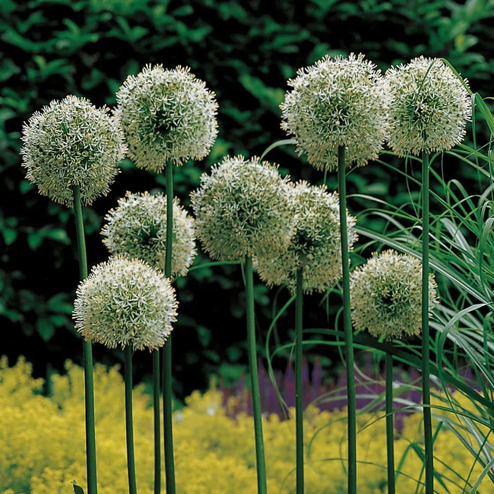 Allium 'mount Everest', White - View 11 from www redcrocus com