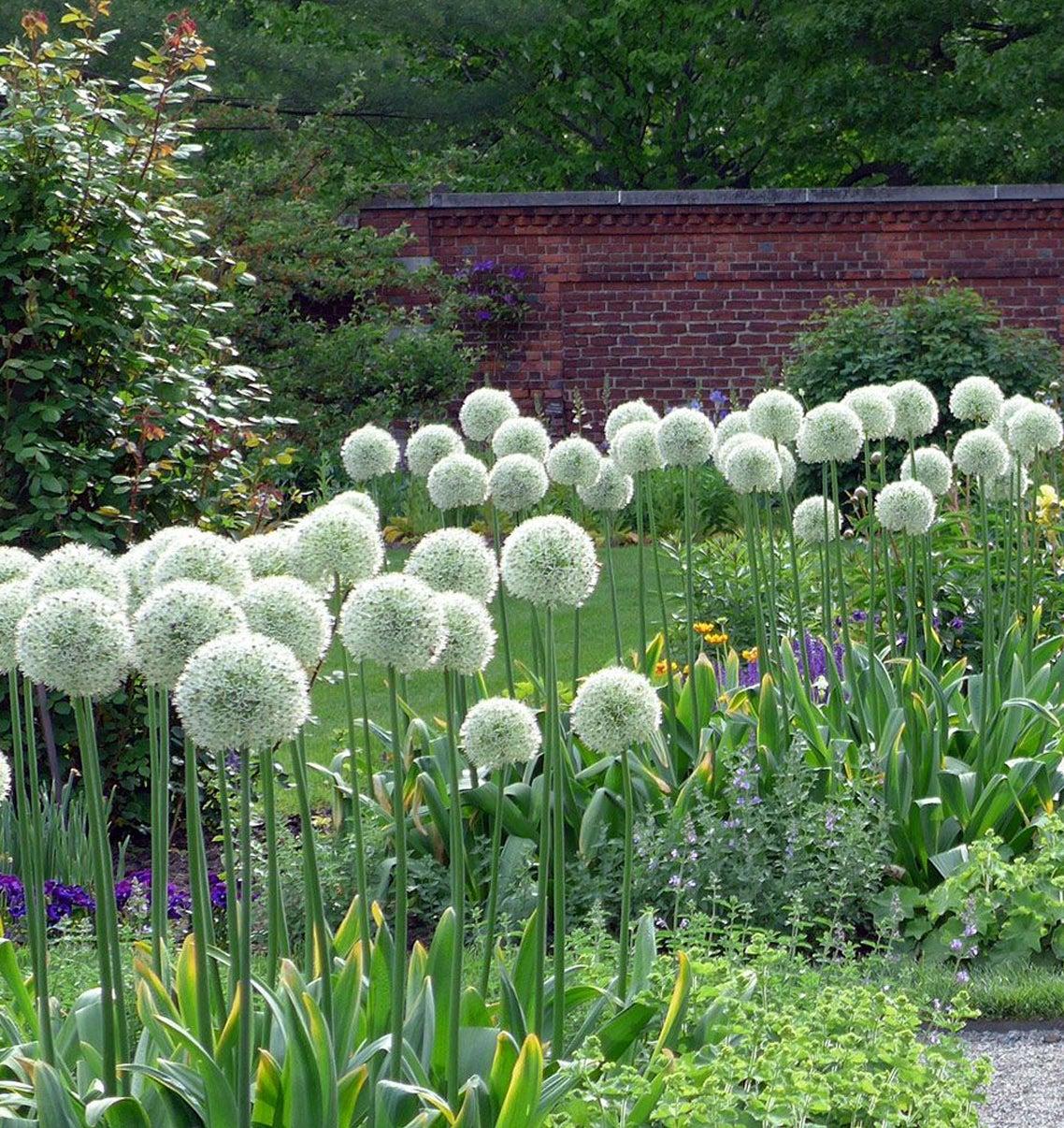 Allium 'mount Everest', White - View 12 from www redcrocus com