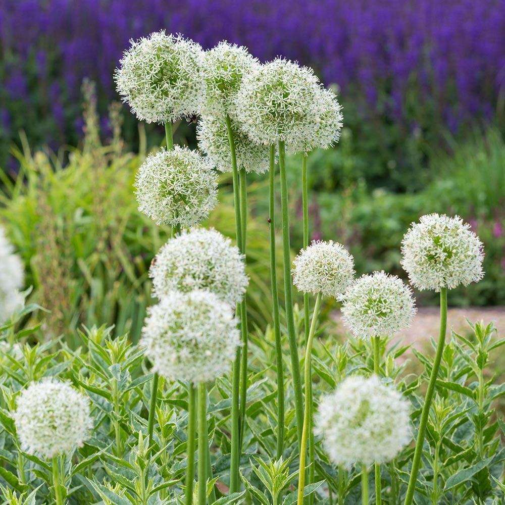 Allium 'mount Everest', White - View 14 from www redcrocus com