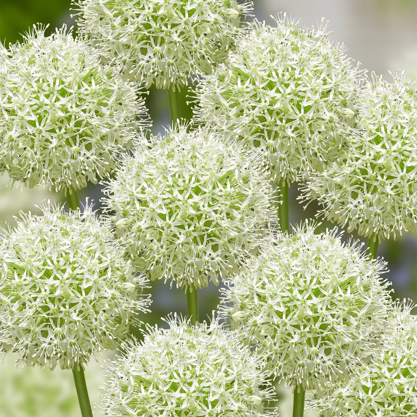 Allium 'mount Everest', White - View 15 from www redcrocus com