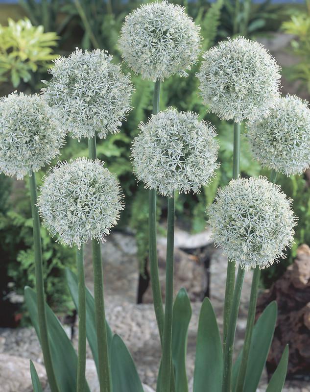 Allium 'mount Everest', White - View 17 from www redcrocus com