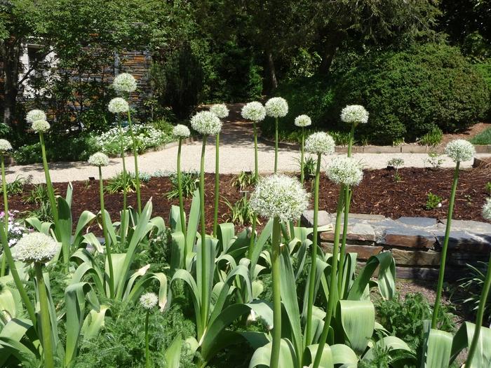 Allium 'mount Everest', White - View 18 from www redcrocus com