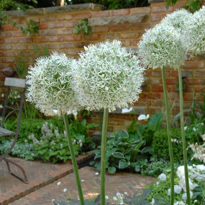 Allium 'mount Everest', White - View 20 from www redcrocus com