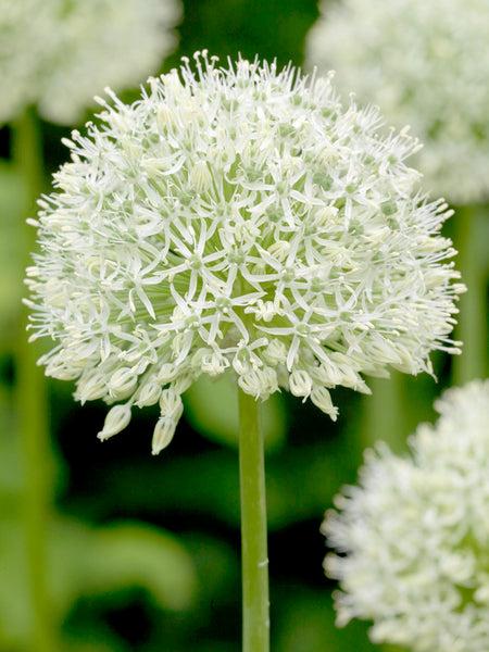 Allium 'mount Everest', White - View 21 from www redcrocus com
