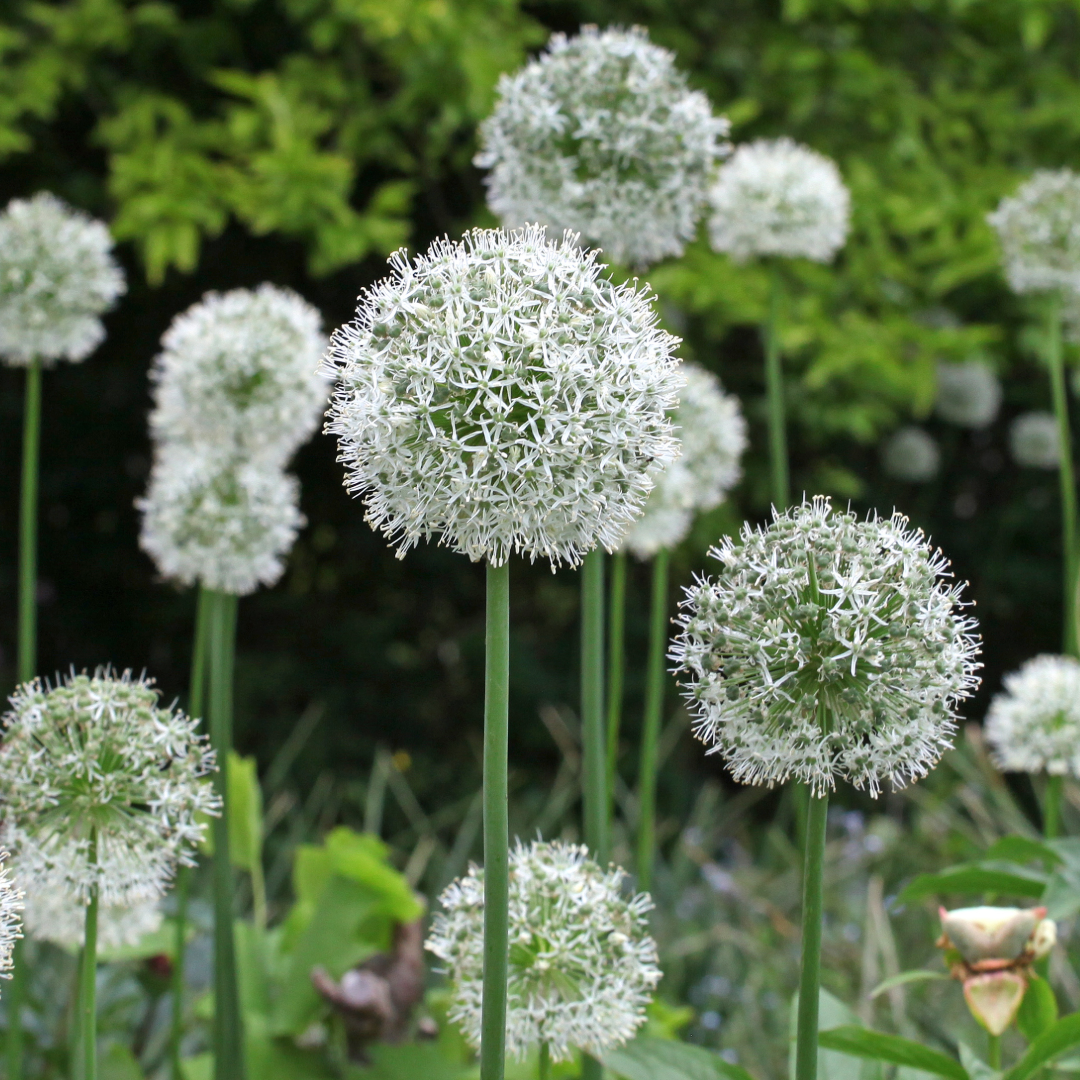 Allium 'mount Everest', White - View 22 from www redcrocus com