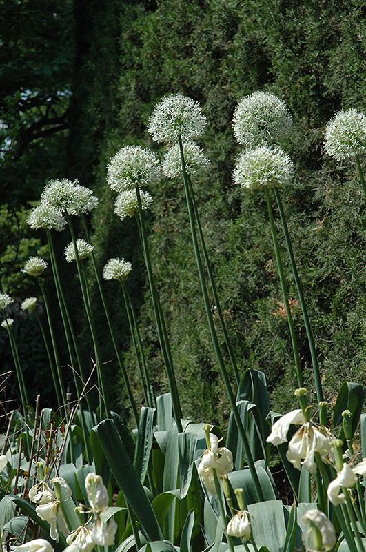 Allium 'mount Everest', White - View 23 from www redcrocus com