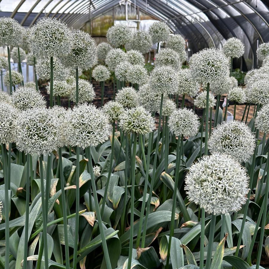 Allium 'mount Everest', White - View 24 from www redcrocus com