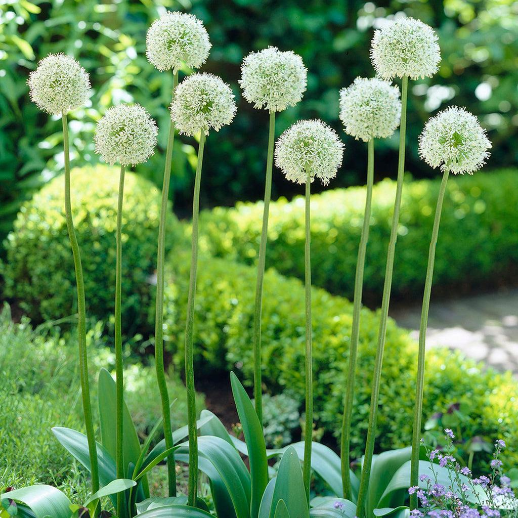 Allium 'mount Everest', White - View 26 from www redcrocus com