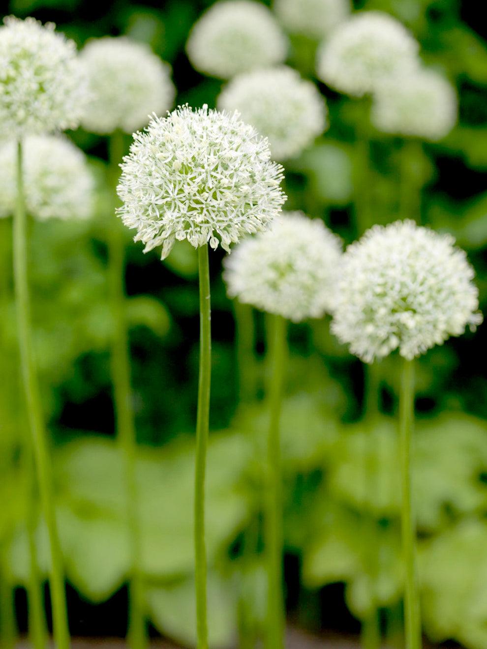 Allium 'mount Everest', White - View 27 from www redcrocus com
