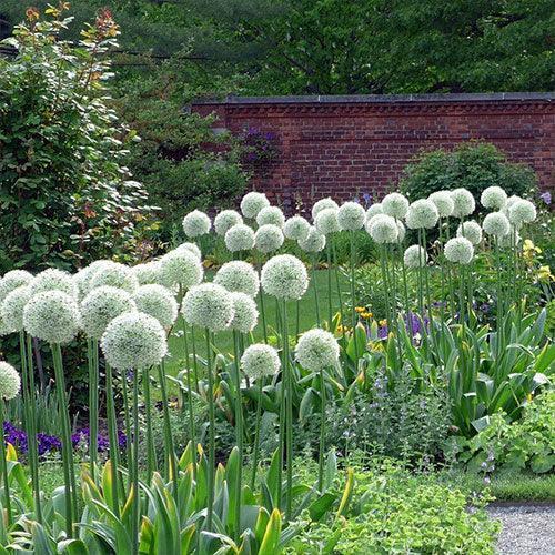 Allium 'mount Everest', White - View 28 from www redcrocus com