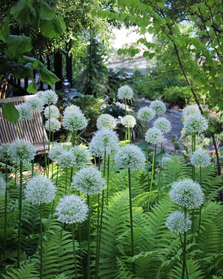 Allium 'mount Everest', White - View 29 from www redcrocus com