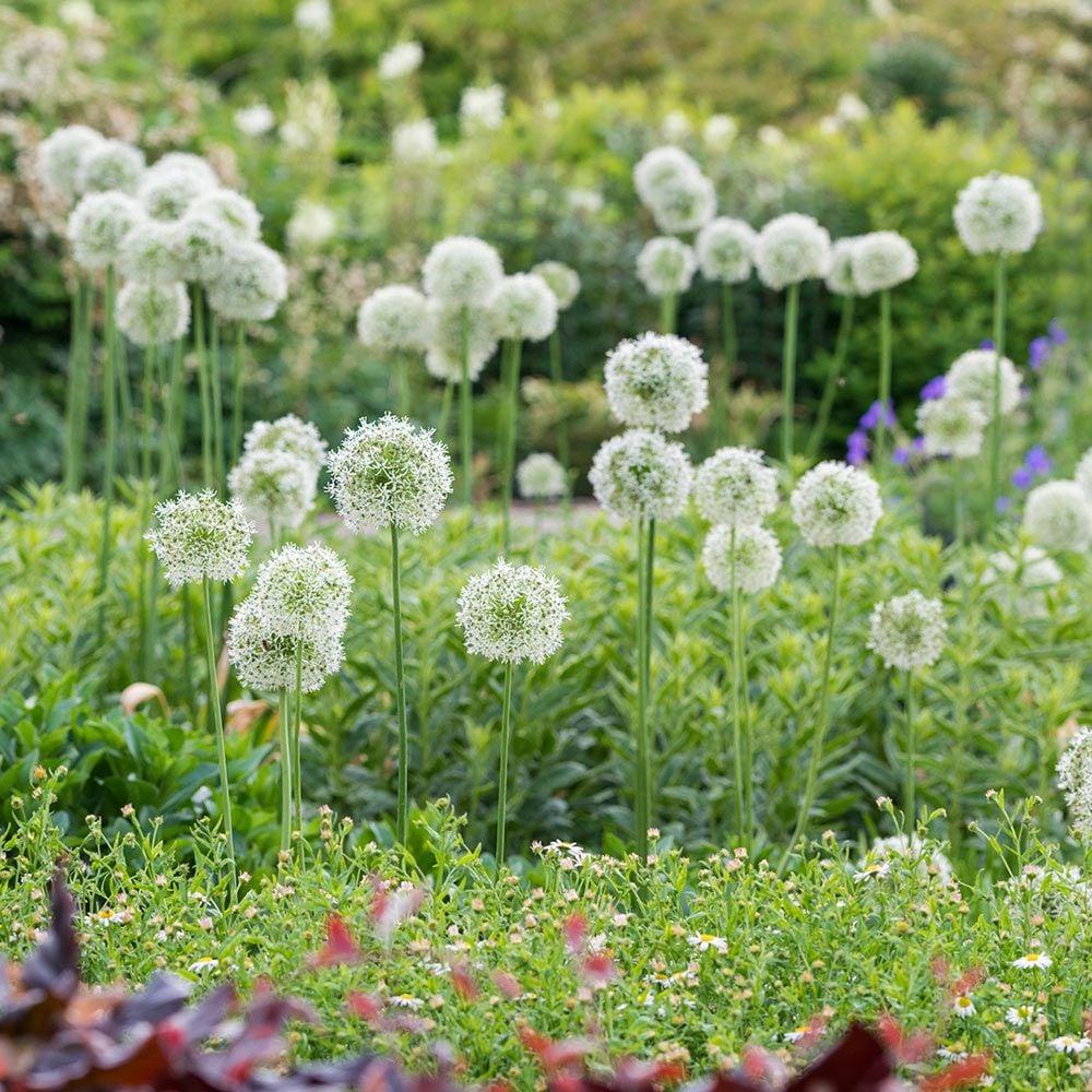 Allium 'mount Everest', White - View 2 from www redcrocus com