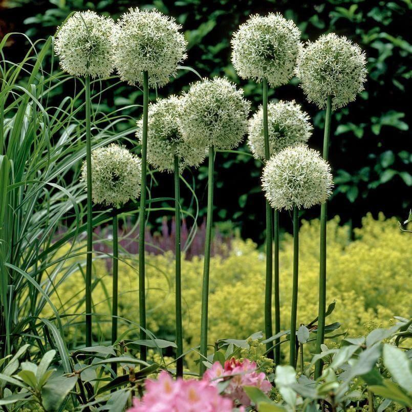 Allium 'mount Everest', White - View 30 from www redcrocus com