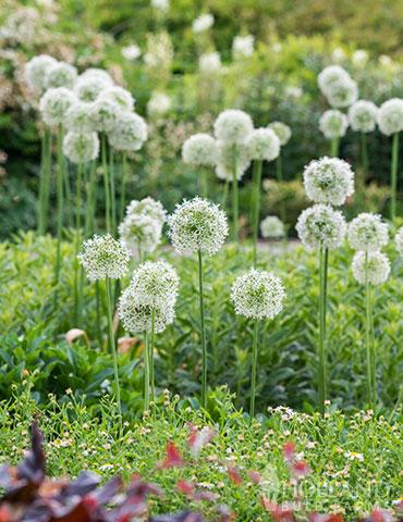 Allium 'mount Everest', White - View 35 from www redcrocus com