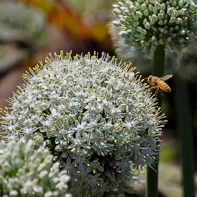 Allium 'mount Everest', White - View 36 from www redcrocus com