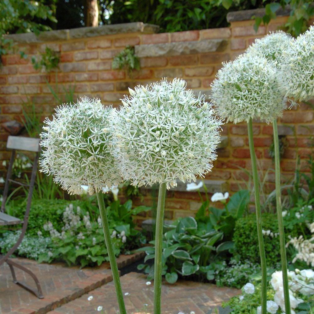 Allium 'mount Everest', White - View 37 from www redcrocus com