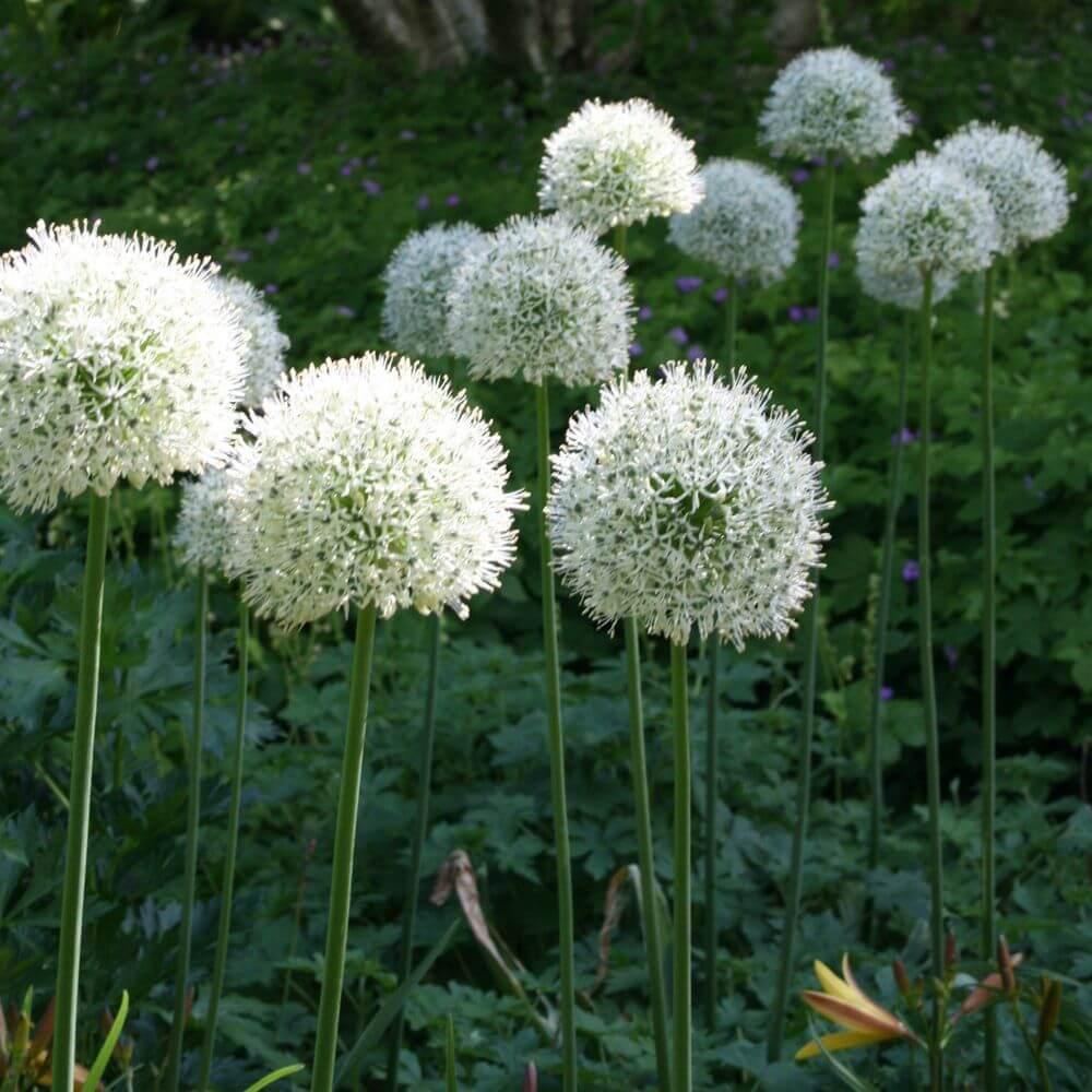 Allium 'mount Everest', White - View 38 from www redcrocus com