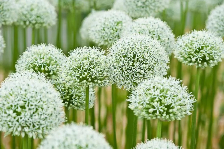 Allium 'mount Everest', White - View 3 from www redcrocus com