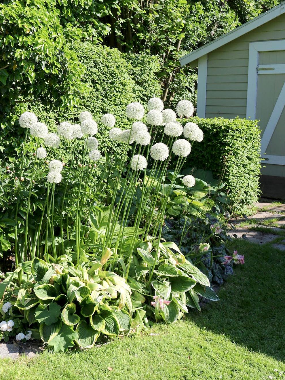 Allium 'mount Everest', White - View 4 from www redcrocus com