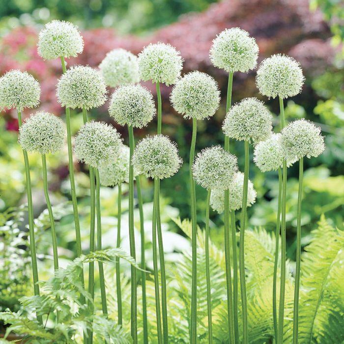 Allium 'mount Everest', White - View 5 from www redcrocus com