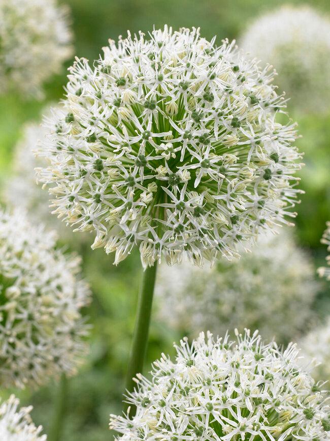 Allium 'mount Everest', White - View 6 from www redcrocus com