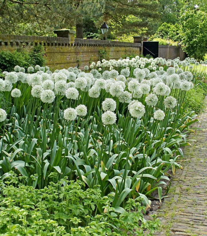 Allium 'mount Everest', White - View 7 from www redcrocus com
