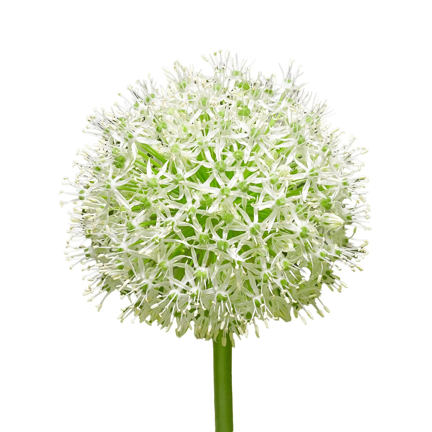 Allium 'mount Everest', White - View 8 from www redcrocus com