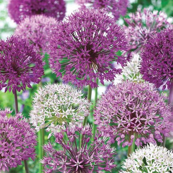Allium 'giant Mixture', Purple And White - View 10 from www redcrocus com