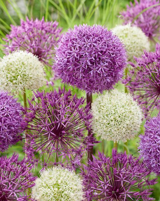 Allium 'giant Mixture', Purple And White - View 1 from www redcrocus com