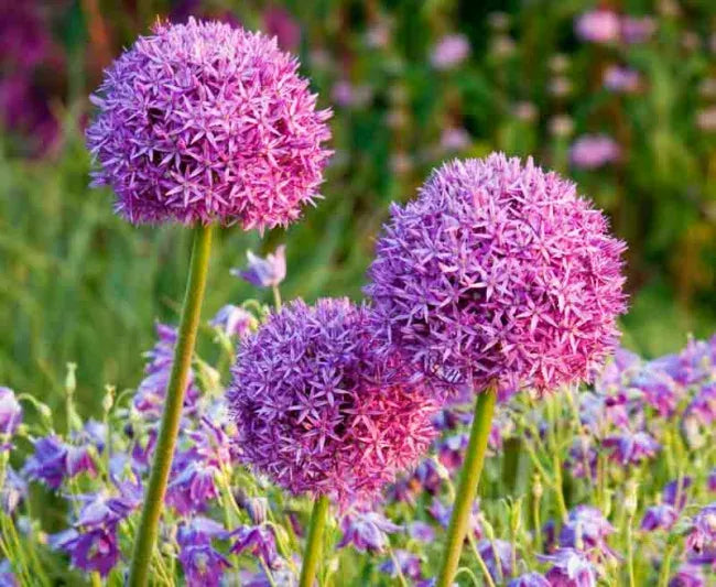 Allium 'giant Mixture', Purple And White - View 22 from www redcrocus com