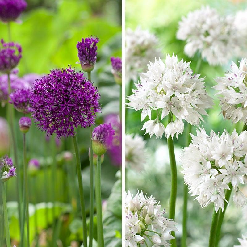 Allium 'giant Mixture', Purple And White - View 23 from www redcrocus com