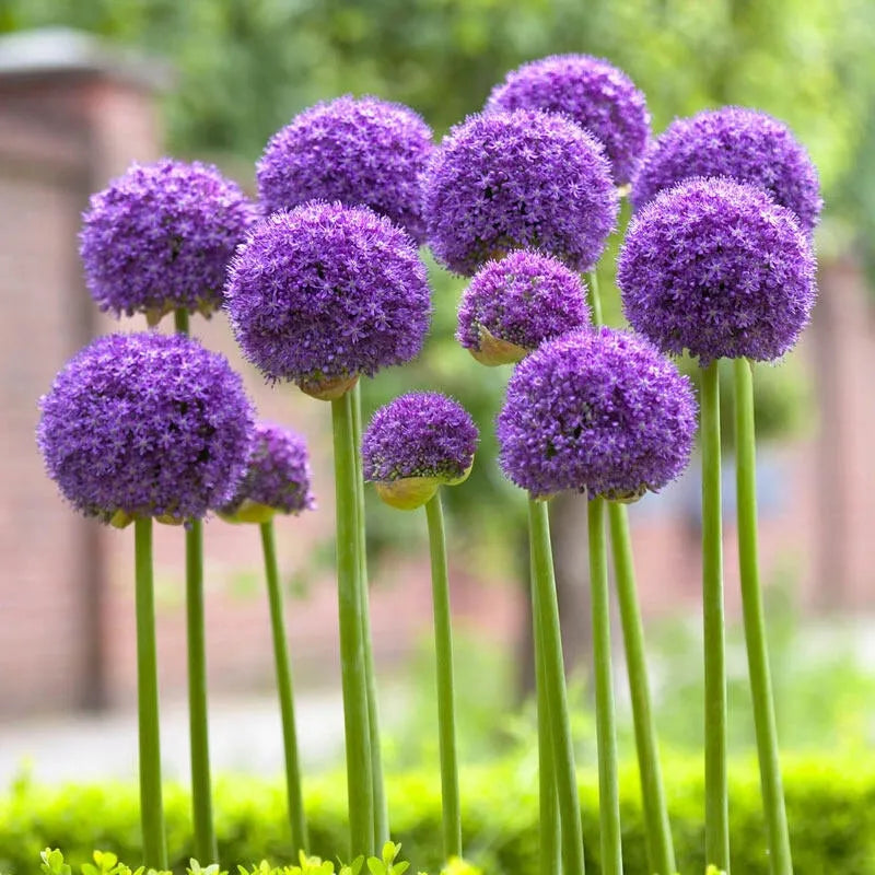 Allium 'giant Mixture', Purple And White - View 25 from www redcrocus com