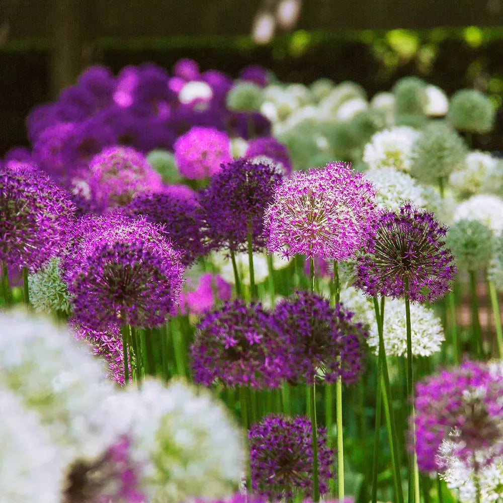 Allium 'giant Mixture', Purple And White - View 27 from www redcrocus com