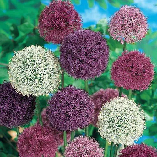 Allium 'giant Mixture', Purple And White - View 2 from www redcrocus com