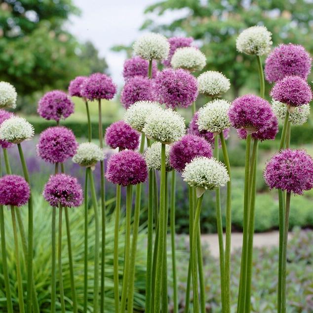 Allium 'giant Mixture', Purple And White - View 5 from www redcrocus com