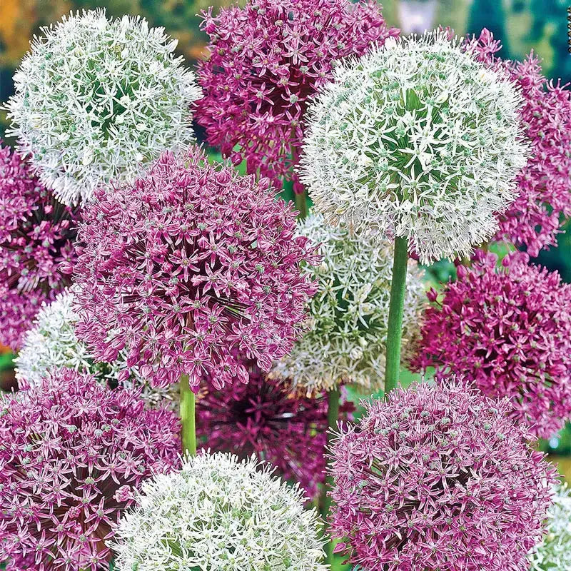 Allium 'giant Mixture', Purple And White - View 6 from www redcrocus com