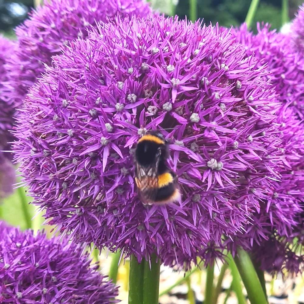 Allium 'pbulbs Inball Wizard', Purple - View 11 from www redcrocus com