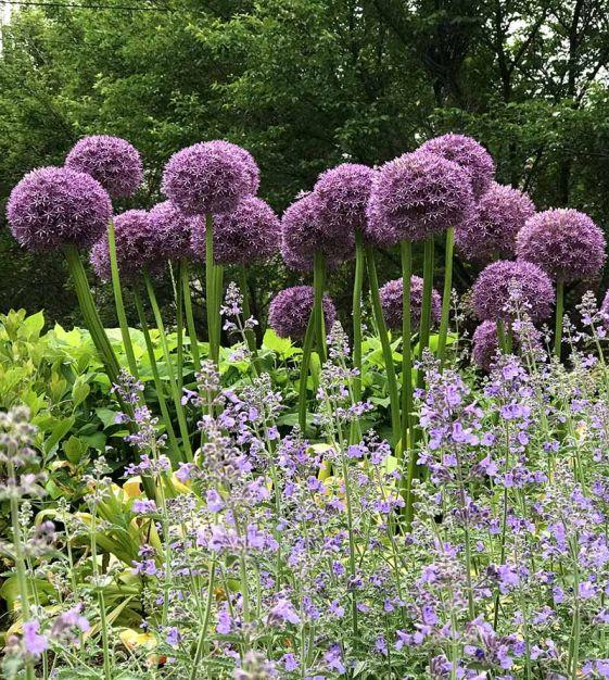 Allium 'pbulbs Inball Wizard', Purple - View 1 from www redcrocus com
