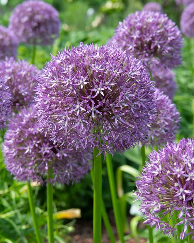 Allium 'pbulbs Inball Wizard', Purple - View 26 from www redcrocus com