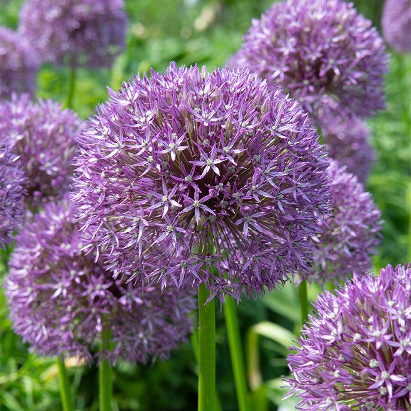Allium 'pbulbs Inball Wizard', Purple - View 32 from www redcrocus com