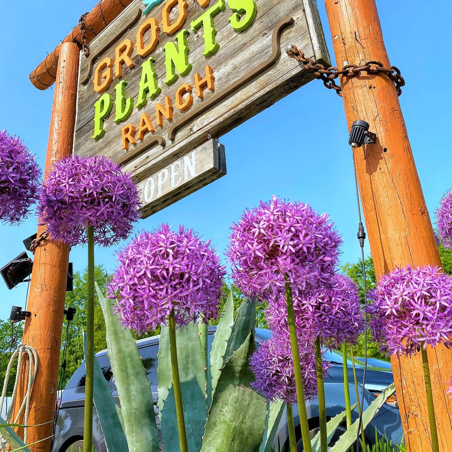 Allium 'pbulbs Inball Wizard', Purple - View 33 from www redcrocus com