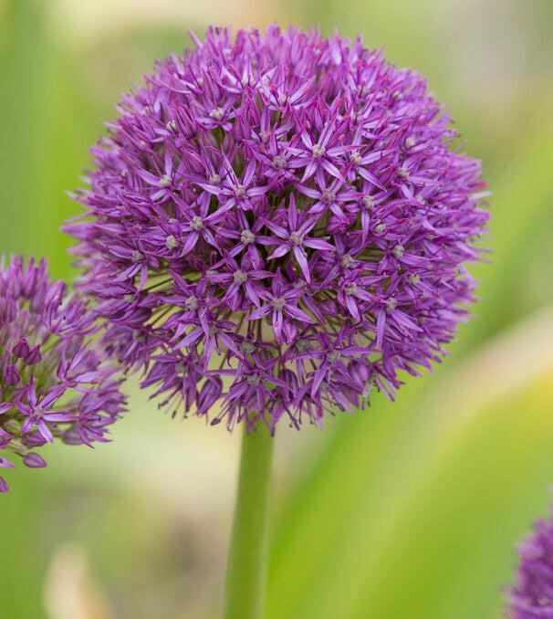 Allium 'pbulbs Inball Wizard', Purple - View 4 from www redcrocus com
