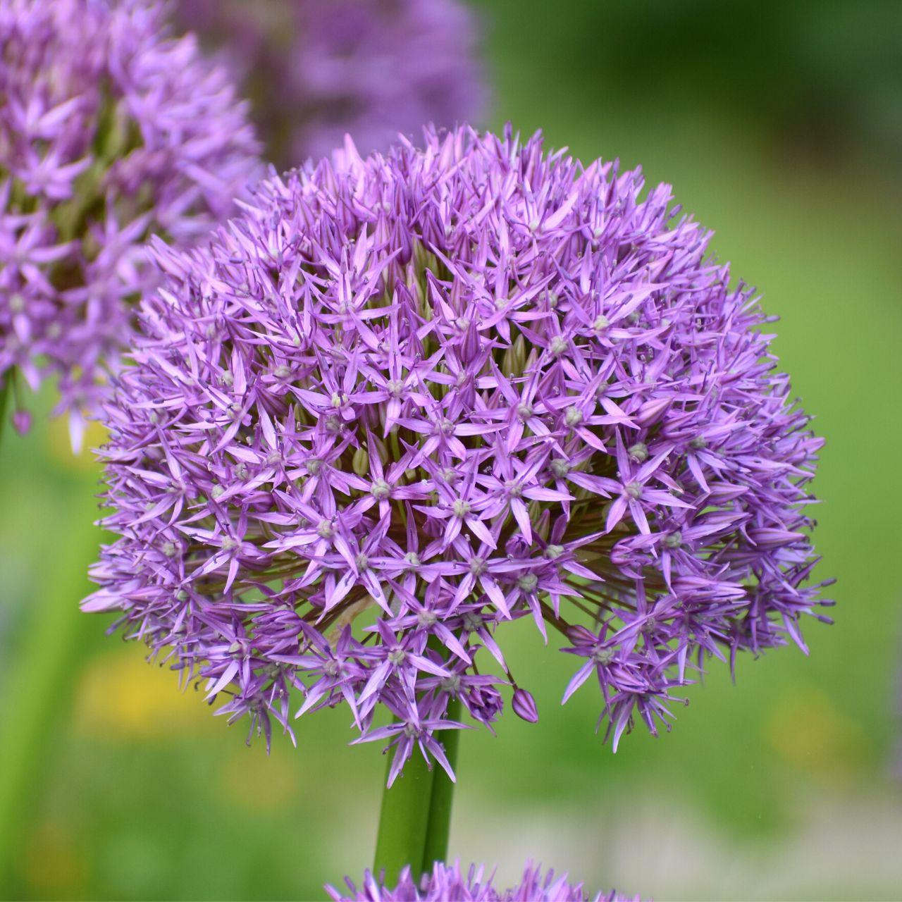 Allium 'pbulbs Inball Wizard', Purple - View 5 from www redcrocus com