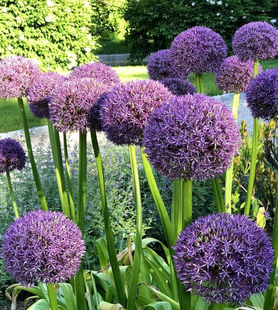 Allium 'pbulbs Inball Wizard', Purple - View 6 from www redcrocus com